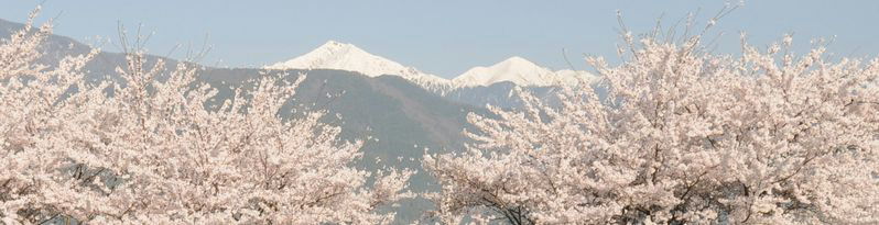 桜咲く常念岳